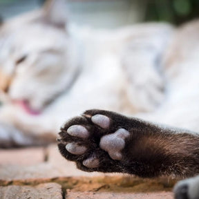 Hidratante Vegano para Patinhas